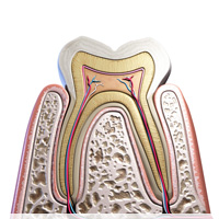 痛みなく進行する歯周病